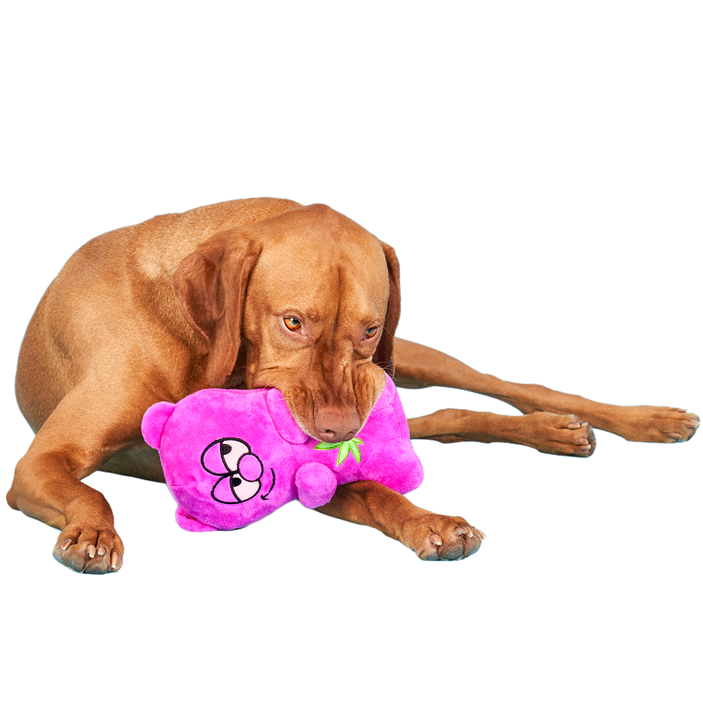Heady Bear Plush Dog Toy