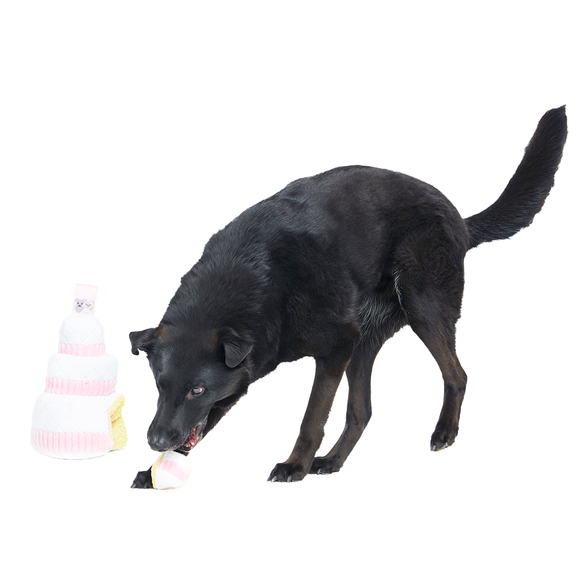 Holy Ratrimony Plush Multi-Part + Enrichment Dog Toy